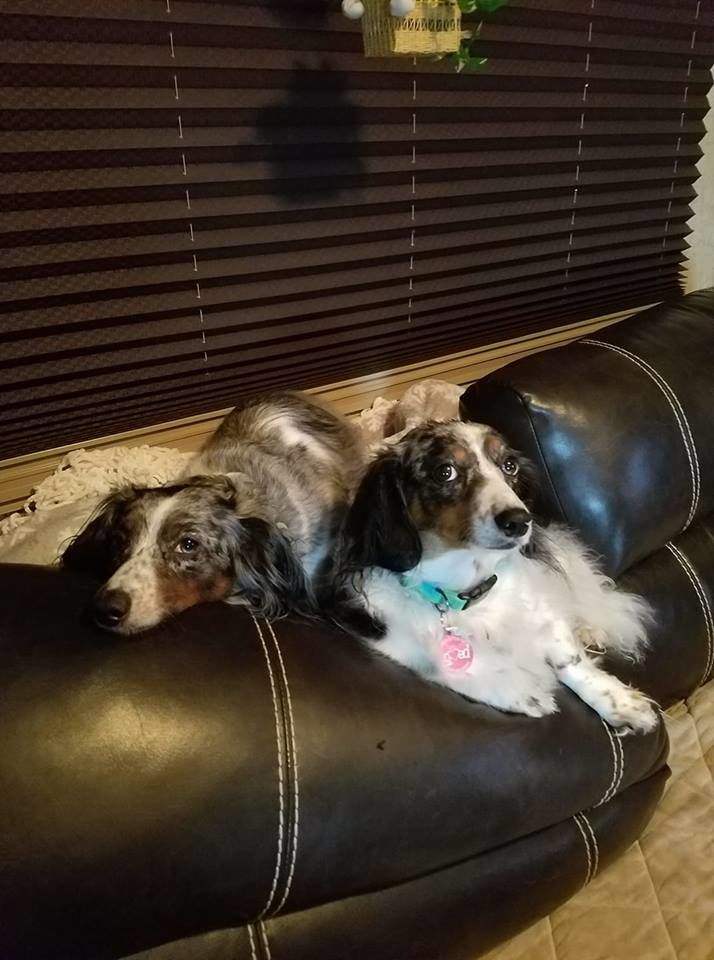 Readers pet photos